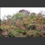 山坡上的杜鹃花蕾