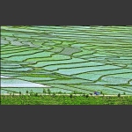 走在希望的田野上