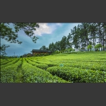 茶园一景