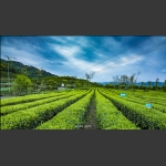 茶园一景