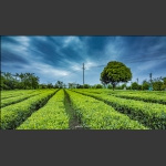 茶园一景