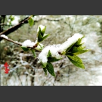 春雪
