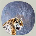 福虎闹春