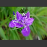 美丽兰花