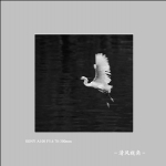白鹭_7592
