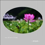 荷花_3625
