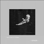 白鹭_7593
