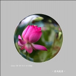荷花_0924