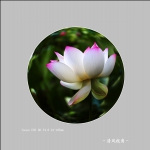 荷花_3417