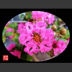 姹紫嫣红