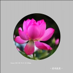 荷花_3425