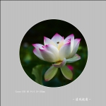 荷花_3435