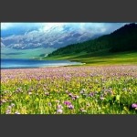 6月赛里木湖