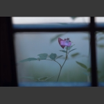 花儿