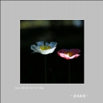 丽春花_1834