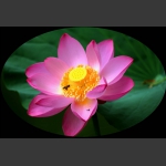 荷花与蜜蜂