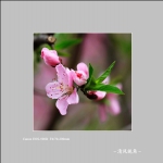 桃花_6198