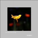 丽春花_1840