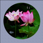 花开并蒂