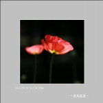 丽春花_1836