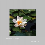 荷花_0522