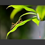 小螳螂
