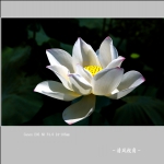 荷花_3357