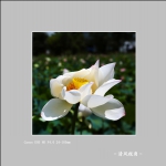 荷花_3349