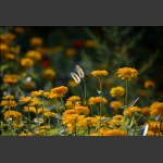 小花