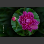 富贵牡丹