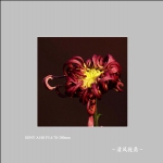 菊花_1255