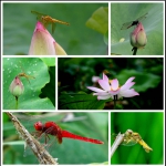 小荷尖尖立蜻蜒