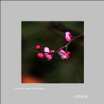梅花_5765