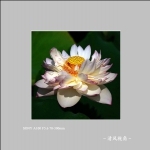 荷花_7585