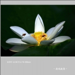 荷花_7577