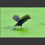 轻  功