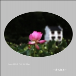 荷花_2135