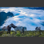 高山马群