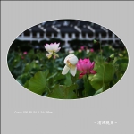 荷花_2133