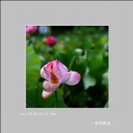 荷花_3456