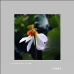 荷花_3454
