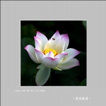 荷花+3450