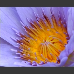 莲芯