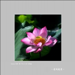 荷花_3488