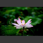 小荷尖尖立蜻蜒