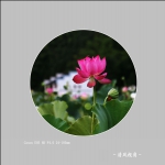 荷花_2151