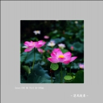 荷花_3537