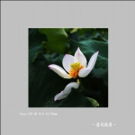 荷花_3536