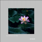 荷花_3541