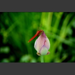 红蜻蜒